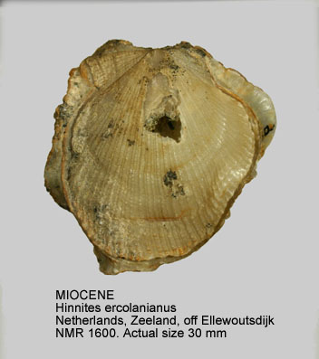 MIOCENE Hinnites ercolanianus.jpg - MIOCENE Hinnites ercolanianus(Cocconi,1873)